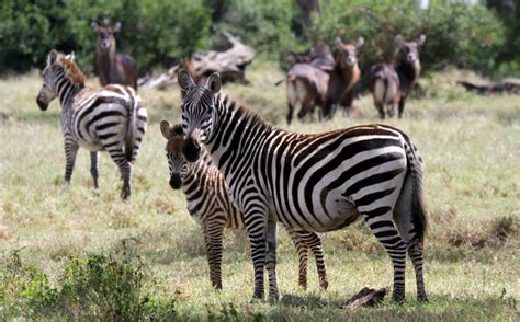 African herbivores are fussy eaters | Science | AAAS