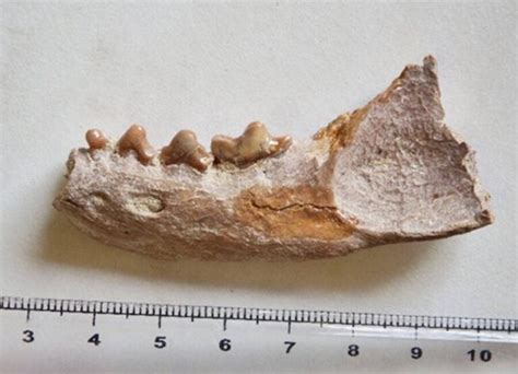 5 Million Year Old Honey Badger Ancestor Unearthed In South Africa