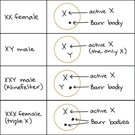 Chromosomes Genes And Dna The Biology Of Sex And Death Bio 1220