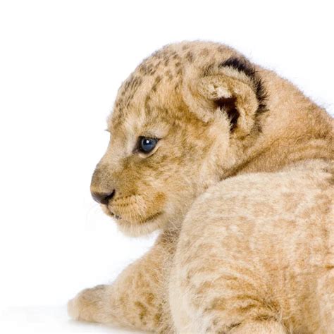 Lion Cub Lying Down Stock Photo Lifeonwhite