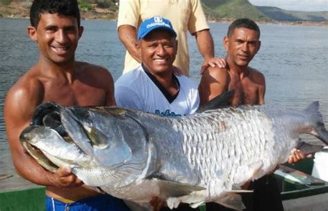 Peixe Mais De Dois Metros Foi Capturado Por Pescador No Rio S O