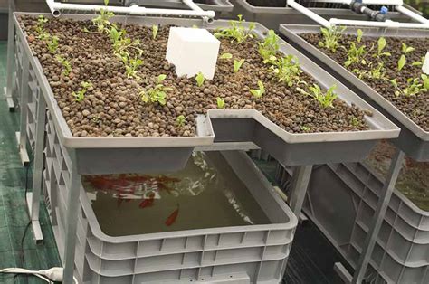 10 DIY Aquaponics Ideas To Get Started Right Now - Gardening Heavn