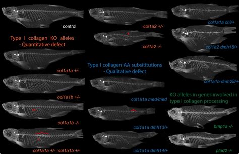 Zebrafish Type I Collagen Mutants Faithfully Recapitulate Human Type I