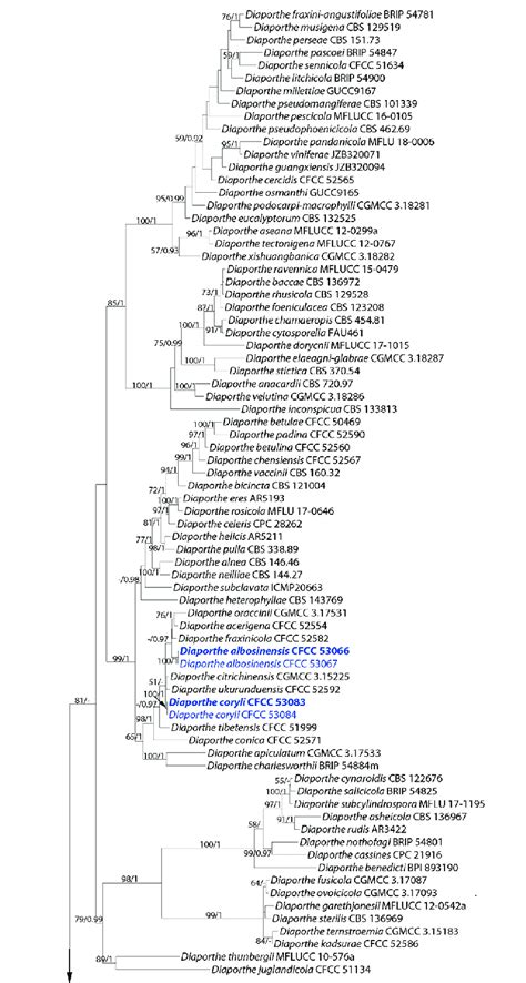 Phylogram Of Diaporthe Resulting From A Maximum Likelihood Analysis