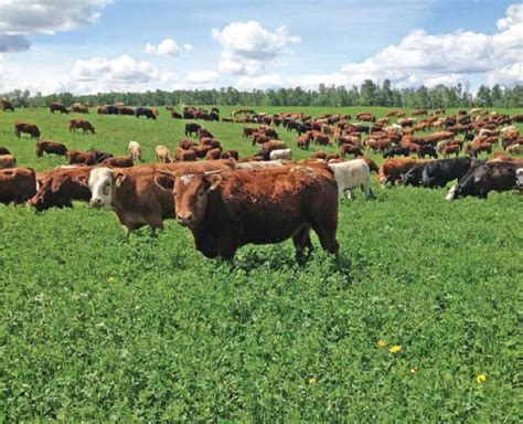 Stretch Your Grazing With Good Management Proagri