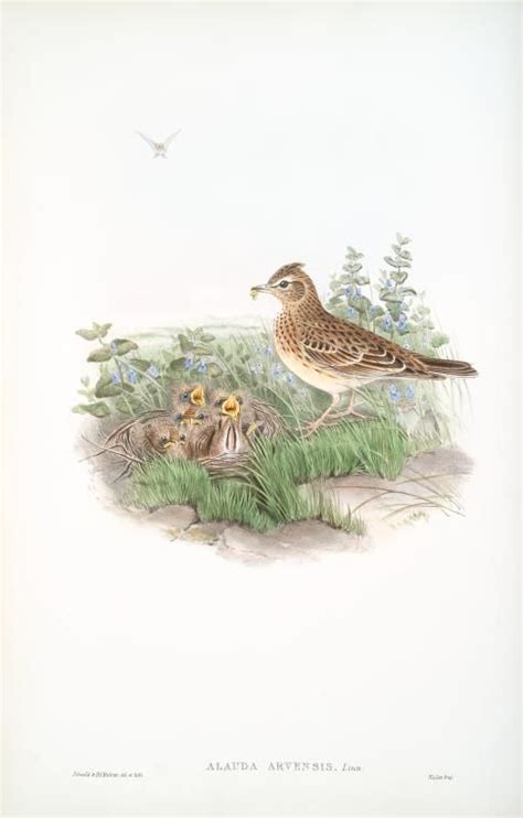 Alauda arvensis. Sky-Lark. | Bird prints, Paintings i love, Art prints