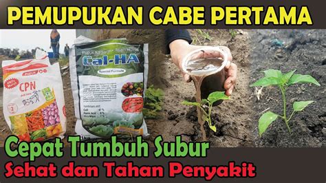 Cara Pemupukan Cabe Rawit Dari Awal Sinautani