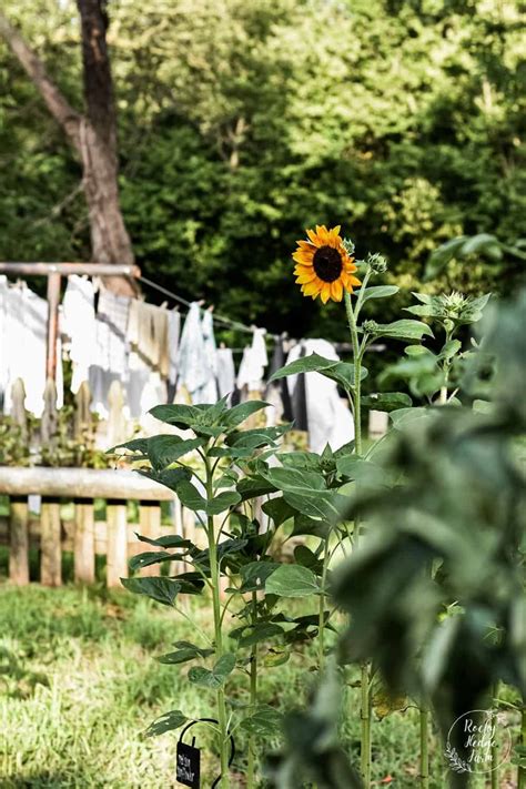 How to Plant Sunflower Seeds - Rocky Hedge Farm