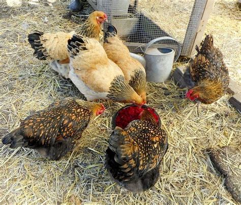 Avian Flu Strikes Montana Flocks Reappears In Indiana Cidrap