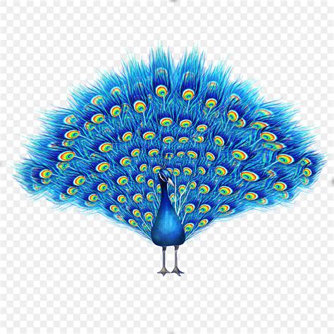 Watercolor Blue Peacock PNG, Vector, PSD, and Clipart With Transparent Background for Free ...