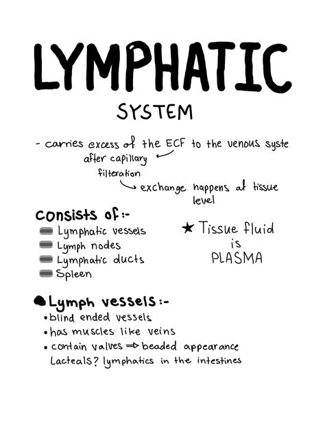 Lymphatic System Notes Bsc Studocu