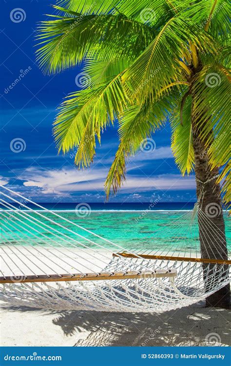 Empty Hammock Between Palm Trees On Tropical Beach Of Rarotonga Stock