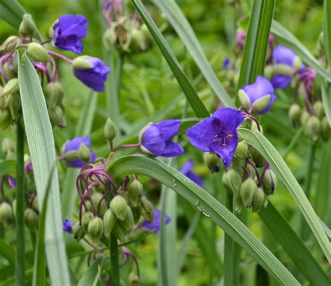 Spiderwort - Watching for WildflowersWatching for Wildflowers