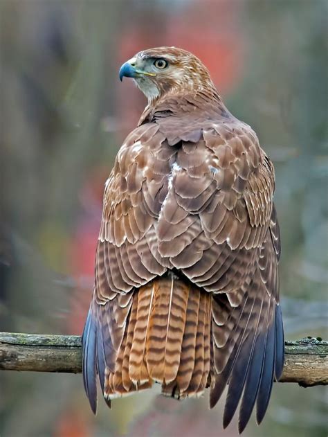 Spiritual Meaning And Symbolism Of Red Tailed Hawk Sarah Scoop