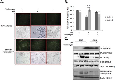 CALR Was An Important Target Of EBR Treatment A The Effect Of 12 H