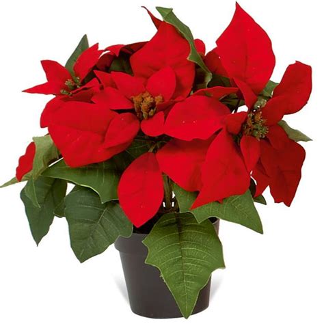 Artificial Potted Poinsettia Christmas Flowers Shelf Edge UK