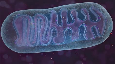 Mitocondria Es Una De Las Organelas Celulares Stock De Ilustraci N