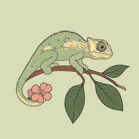 Parson Chameleon Images Free Download On Freepik
