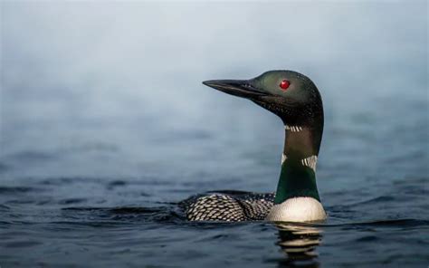 Common Loon Wallpapers