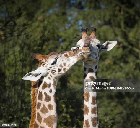 Giraffes Kissing Photos and Premium High Res Pictures - Getty Images