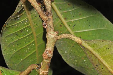 Ficus Septica Moraceae Image At Phytoimages Siu Edu