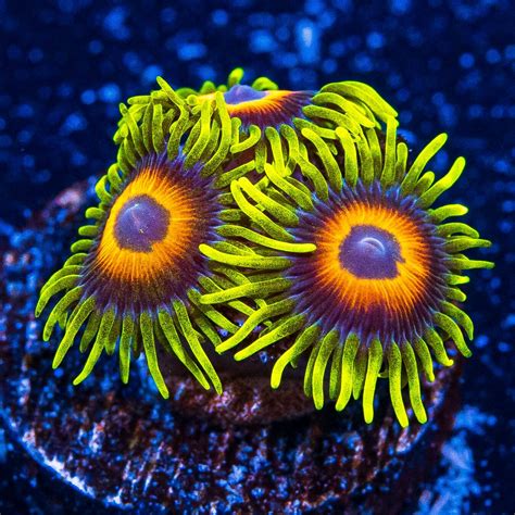 Wwc Wildflower Zoanthids
