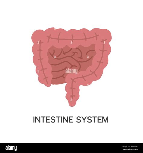 Human Internal Organs Cartoon Anatomy Body Part Intestinal System