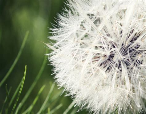 Dandelion Fuzz Nature Stock Photos Creative Market