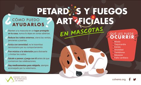 Veterinarios De Madrid Explican Cómo Minimizar El Efecto De La Pirotecnia En Las Mascotas Esta