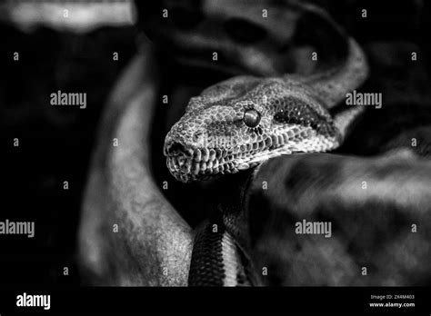 Portrait Of A Beautiful Boa Constrictor Stock Photo Alamy