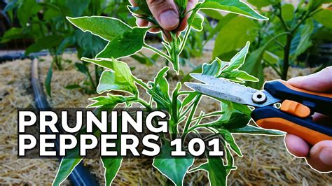 Pruning Pepper Plants 101 Is It Even Necessary?