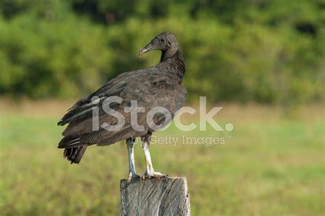 New World Vulture Stock Photo | Royalty-Free | FreeImages