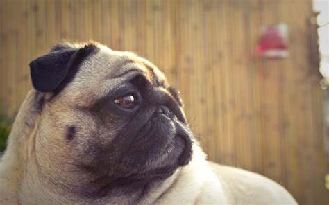 Pug Wallpapers Hd Pixelstalk Net