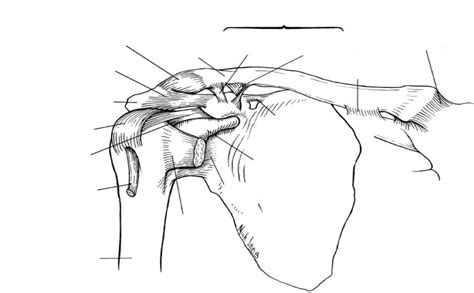 shoulder ligament Diagram | Quizlet