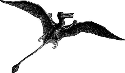 Flying Pterosaur Carnivore Biology Pterodactyl Vector Carnivore