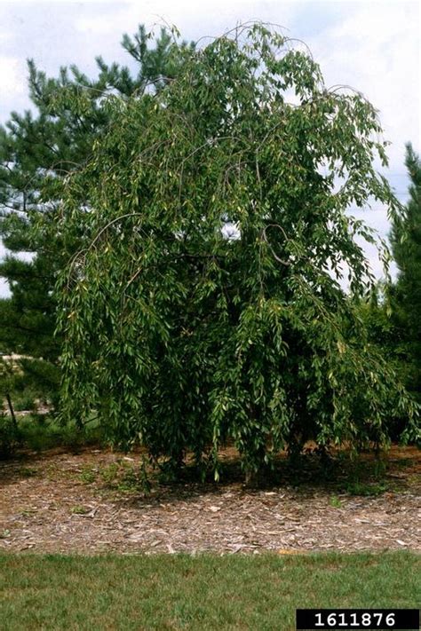 Weeping Higan Cherry Prunus Subhirtella Var Pendula