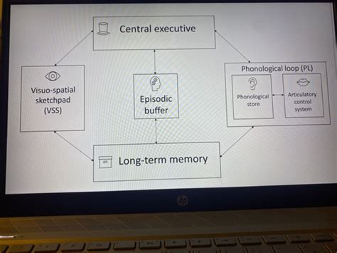 Working Memory Model Flashcards Quizlet