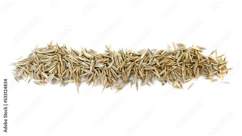 Pile Of Lawn Grass Seeds Isolated On White Background Top View Dry Lawn Grass Seeds Isolated