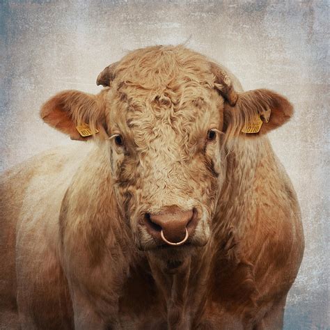 Portrait Of A Charolais Bull Photograph By Western Exposure Fine Art