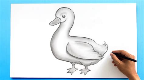 Duck Drawing How To Draw A Duck Youtube