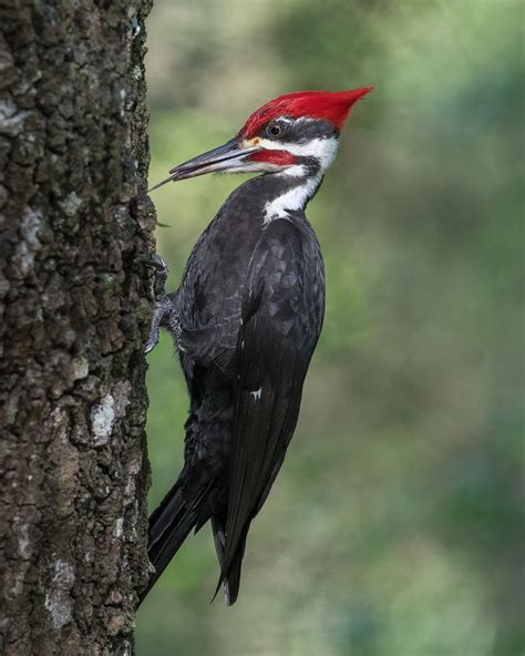 Pileated Woodpecker Pileated Woodpecker Hylatomus Pileatu Flickr