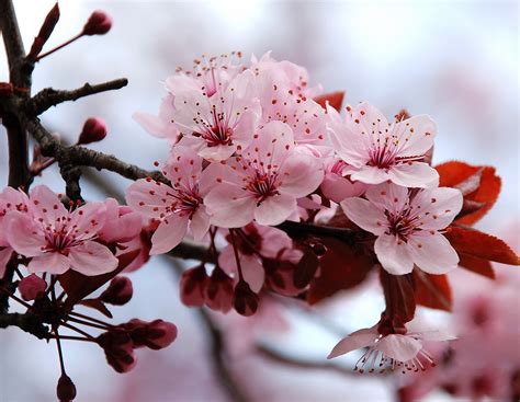 DiÁrio Com A Natureza 20 De Junho Cerejeira Cereja Fruta Flor