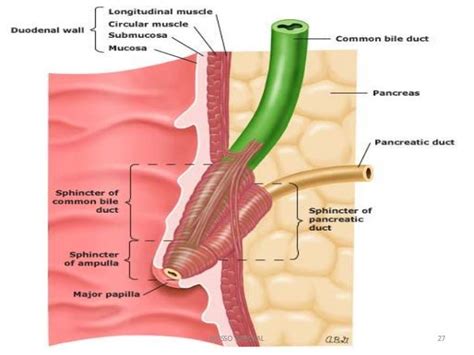 Ampulla Of Vater Histology