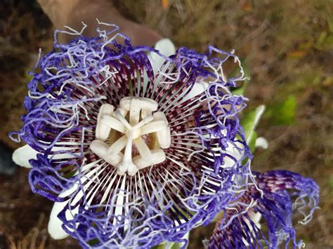 Passiflora Nitida Kunth Colombian Plants Made Accessible