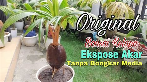 Cara Aman Ekspose Akar Bonsai Kelapa Original Tanpa Bongkar Media