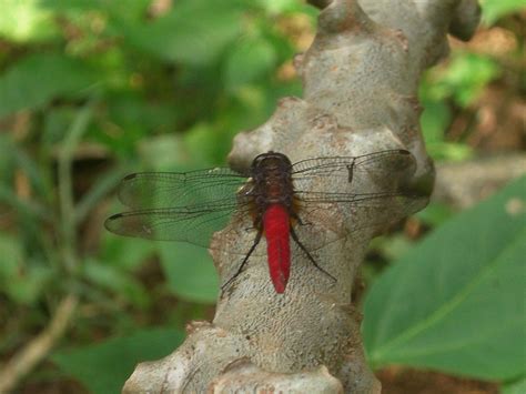 Photography And Me Common Dragonflies In My Area