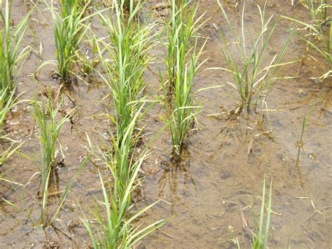 Las Ventajas De La Siembra De Arroz En Seco El Mercurio Campo