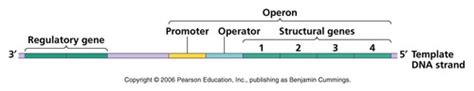 Bio 2306 Chapter 16 Control Of Gene Expression In Prokaryotes