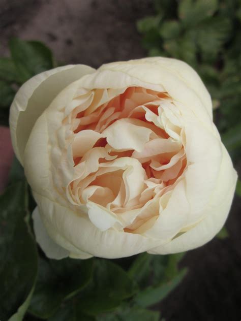 Blonde Vision Bouwmeester Vaste Planten