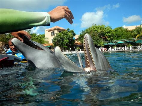 Swim With Dolphin In Riviera Maya Puerto Aventuras With Dolphins